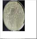 2-chloro-6-methyl-4-nitropyridine 1-oxide