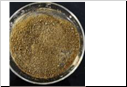 2-cyano-3-methylpyridine