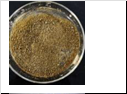 2-chloro-5-nitropyridin-4-amine