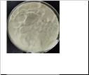 "Ethyl-3-amino-4-Pyrazole carboxylate"