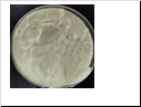 methyl 2-bromoisonicotinate
